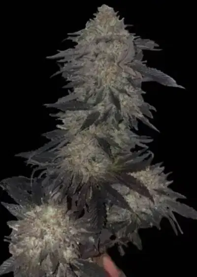 Jetlag by The Plug Seedbank, Photoperiod cannabis strain