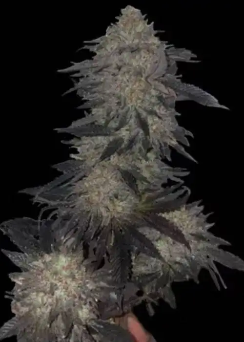 Jetlag by The Plug Seedbank, Photoperiod cannabis strain