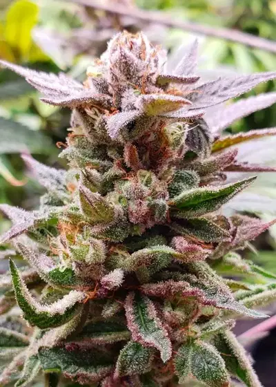 Jiboo by The Bank Genetics, Photoperiod cannabis strain