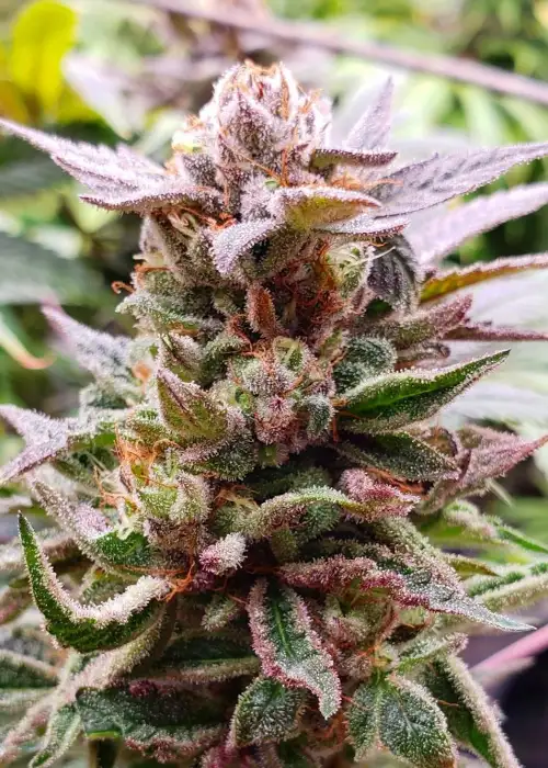 Jiboo by The Bank Genetics, Photoperiod cannabis strain