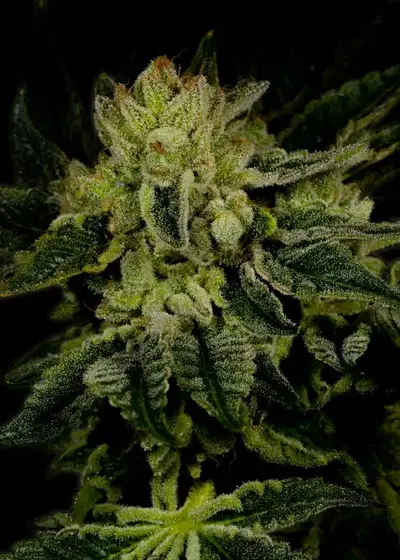 Jillybean by TGA Genetics Subcool Seeds, Photoperiod cannabis strain