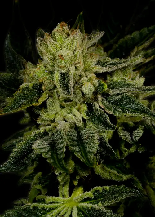 Jillybean by TGA Genetics Subcool Seeds, Photoperiod cannabis strain