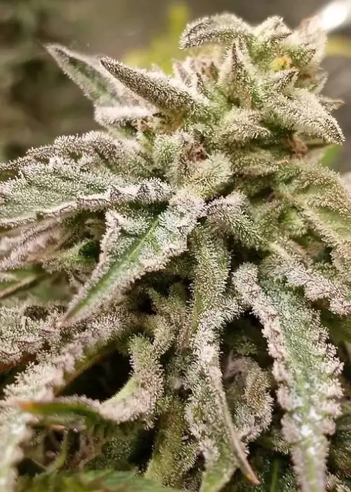 Jimmyjacks by Twisted Tree Autoflowers, Autoflower cannabis strain