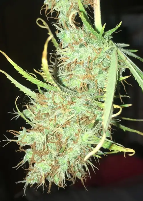 JJ's Nigerian by Top Dawg Seeds, Photoperiod cannabis strain