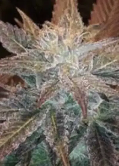 Johaar by The Real Seed Company, Photoperiod cannabis strain