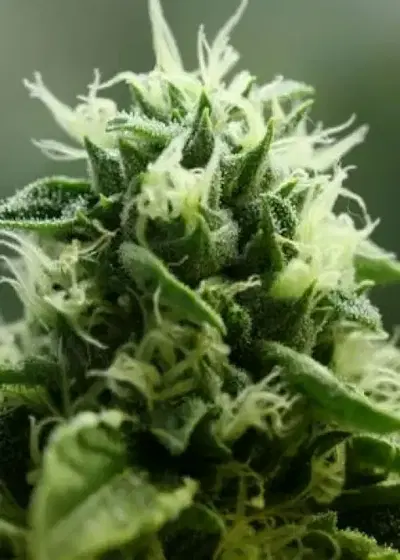 John Doe by The Devils Harvest Seeds, Photoperiod cannabis strain