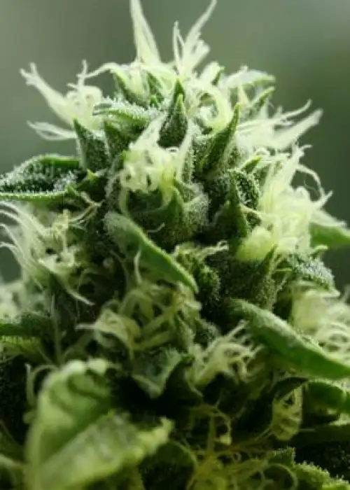 John Doe by The Devils Harvest Seeds, Photoperiod cannabis strain