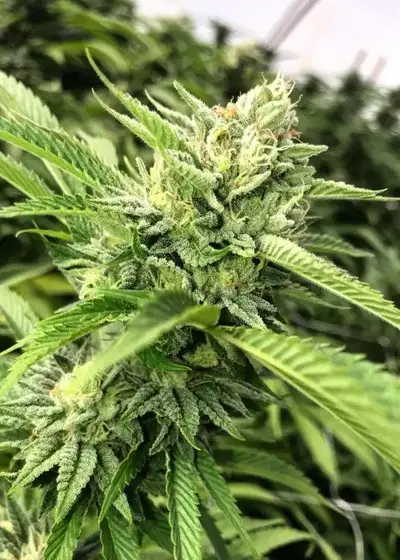 Josh D OG by Karma Genetics, Photoperiod cannabis strain