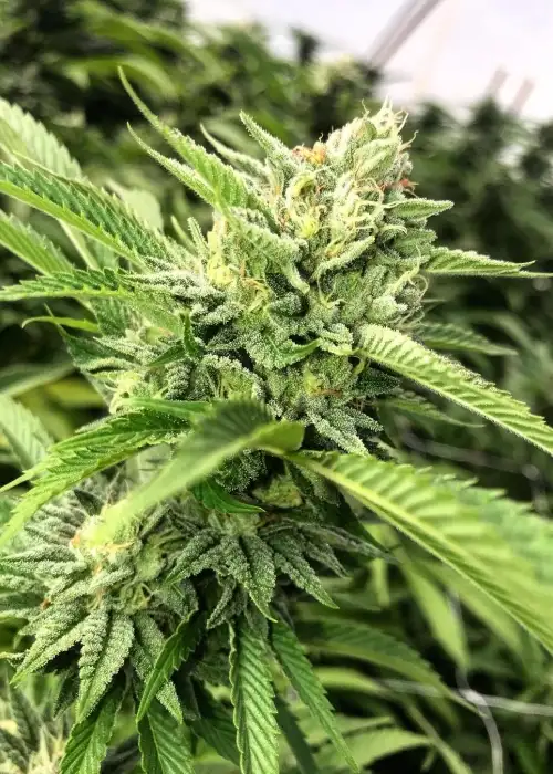Josh D OG by Karma Genetics, Photoperiod cannabis strain