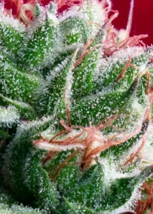 Juanita la Lagrimosa by Reggae Seeds, Photoperiod cannabis strain