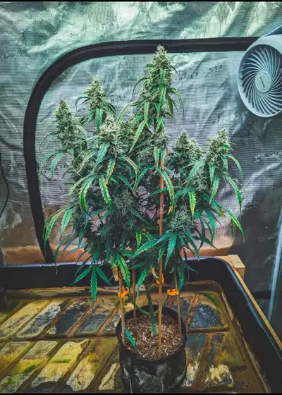 Judy Gemstone by Night Owl Seeds, Autoflower cannabis strain