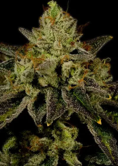 Juicy Fruit Autoflower by Sonoma Seeds, Autoflower cannabis strain
