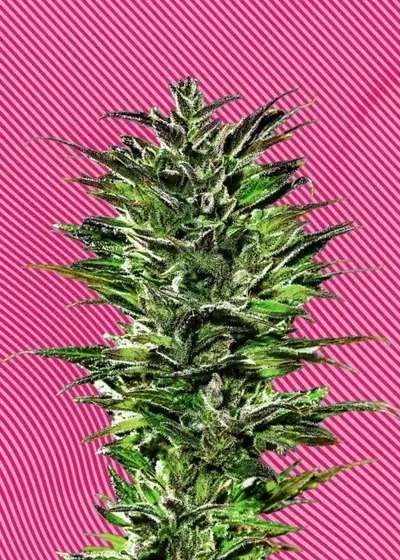 Juicy Pussy Auto by Hypno Seeds, Autoflower cannabis strain