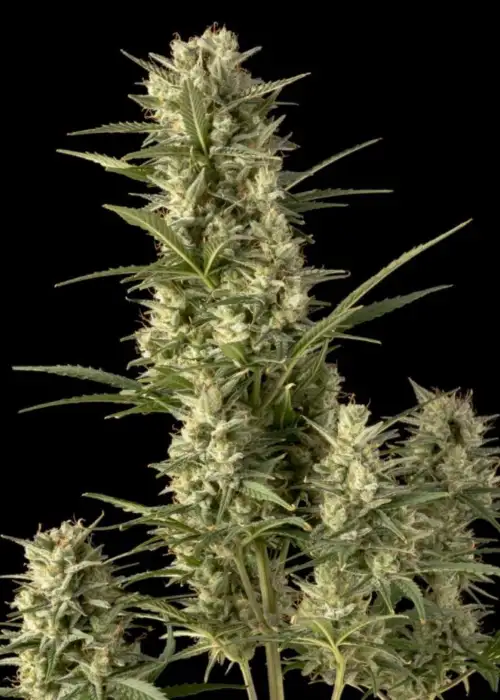 Juicy Zkittlez Auto by Seedsman, Autoflower cannabis strain