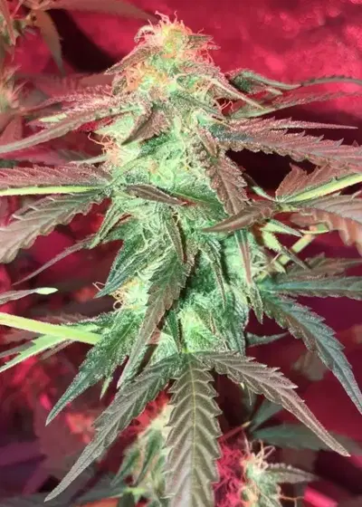 Julies Cookies Auto by Big Head Seeds, Autoflower cannabis strain