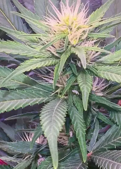 Julies Cookies by Big Head Seeds, Photoperiod cannabis strain