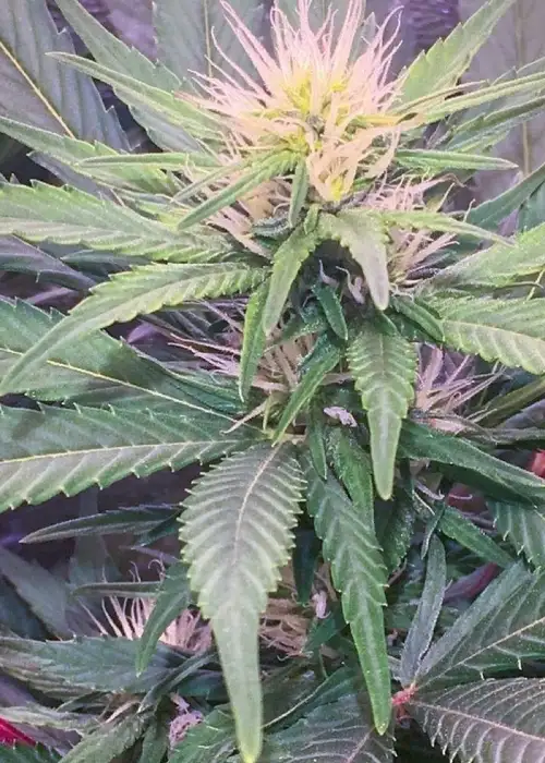 Julies Cookies by Big Head Seeds, Photoperiod cannabis strain
