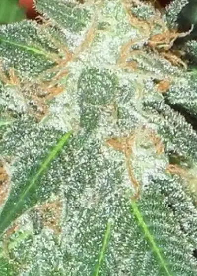Jumping Black Dash by Dr. Krippling, Autoflower cannabis strain