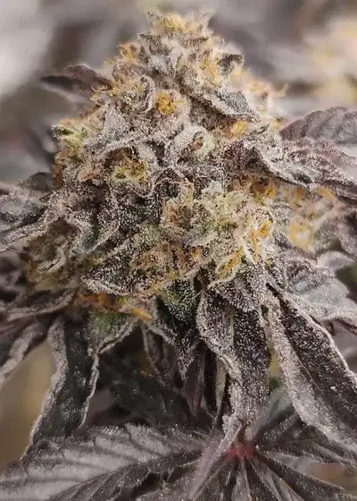 Jumpshot by Grounded Genetics, Photoperiod cannabis strain