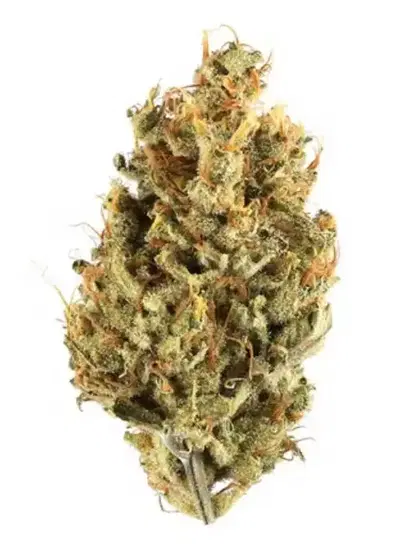 Jungle Cake by Jungle Boys, Photoperiod cannabis strain