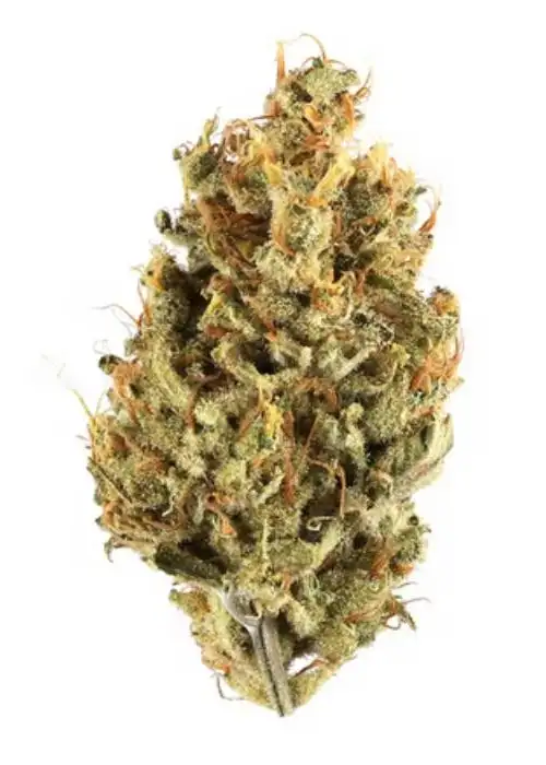 Jungle Cake by Jungle Boys, Photoperiod cannabis strain