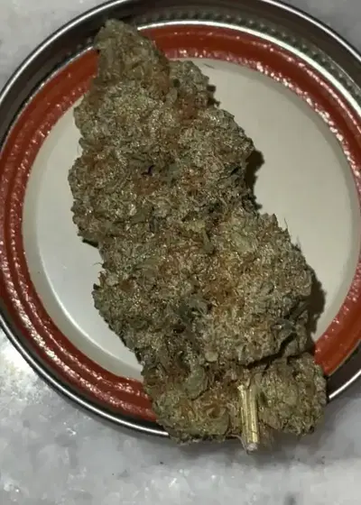 Jungle Lava by Original Sensible Seeds, Photoperiod cannabis strain