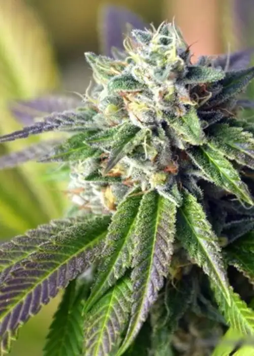 Jungle Scout by Norstar Genetics, Photoperiod cannabis strain