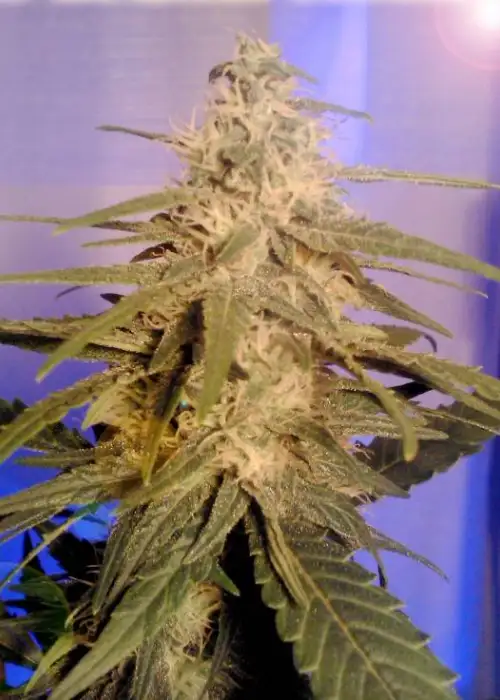 K.C. 36 by KC Brains, Photoperiod cannabis strain