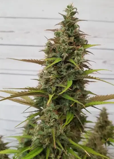 K.O Crop by Cream of the Crop Seeds, Autoflower cannabis strain