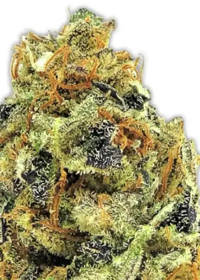 K.O. Kush cannabis strain