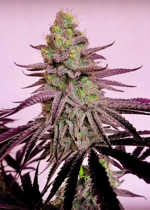 K.O. by Black Tuna Seeds, Photoperiod cannabis strain