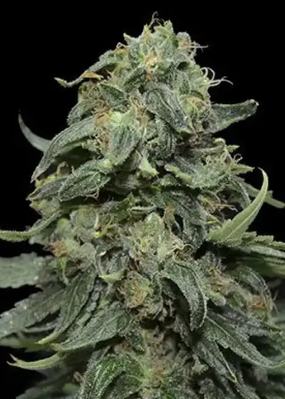 Kabul Express by Kalashnikov Seeds, Photoperiod cannabis strain
