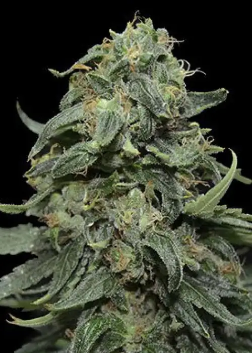 Kabul Express by Kalashnikov Seeds, Photoperiod cannabis strain