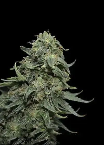 Kabul Kush by Master Sensei Genetics, Photoperiod cannabis strain