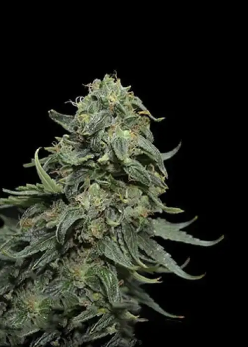 Kabul Kush by Master Sensei Genetics, Photoperiod cannabis strain