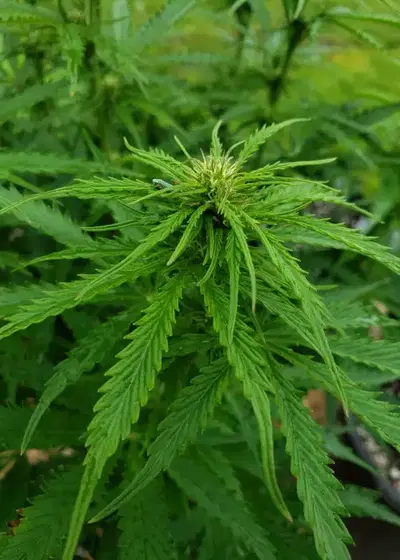 Kahlua Glue by Puff Puff Pass, Autoflower cannabis strain