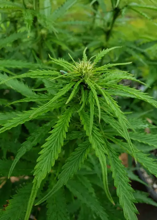 Kahlua Glue by Puff Puff Pass, Autoflower cannabis strain