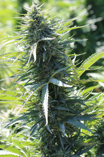 Kalashnikov 2.0 by Apex Seeds, Photoperiod cannabis strain