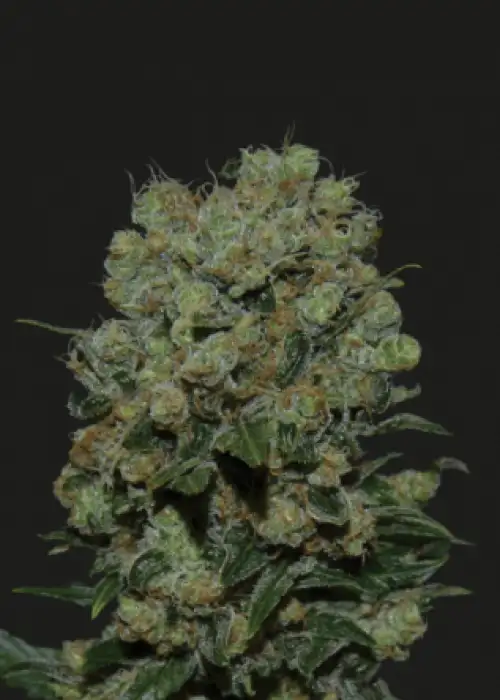 Kalashnikov Express by Kalashnikov Seeds, Photoperiod cannabis strain