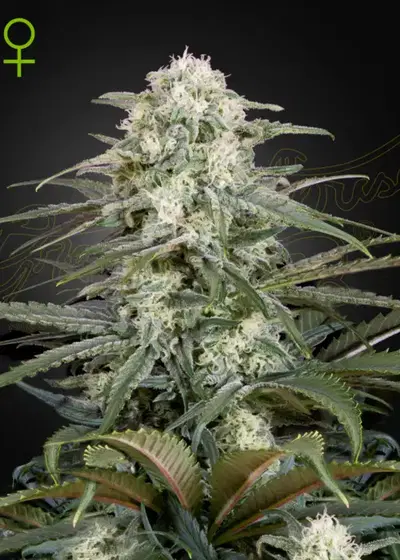 Kalashnikova Auto by Green House Seed Co., Autoflower cannabis strain