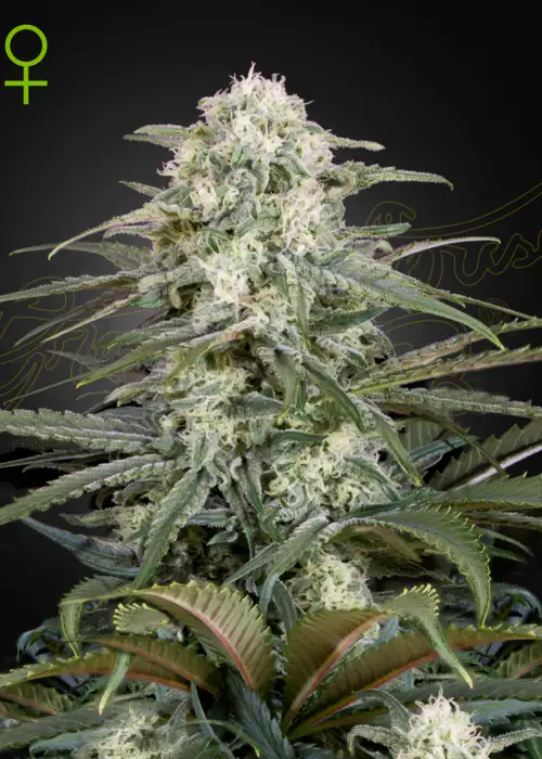 Kalashnikova Auto by Green House Seed Co., Autoflower cannabis strain