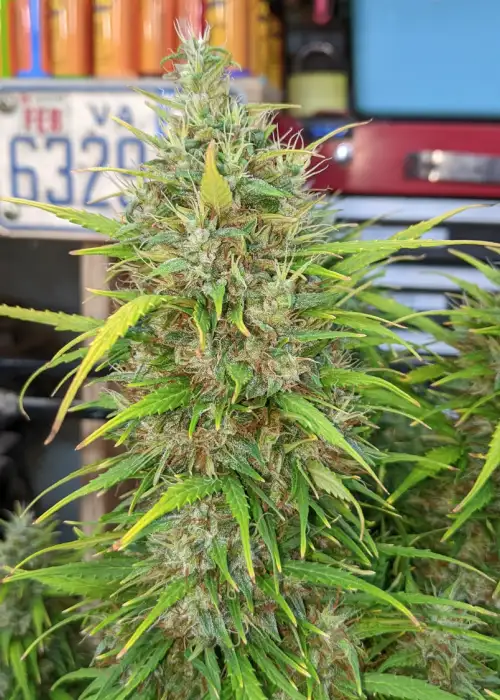 Kaleidoscope II by Brother Mendel’s Selection, Autoflower cannabis strain