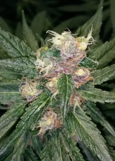 Kaleidoscope by Nameless Genetics, Photoperiod cannabis strain