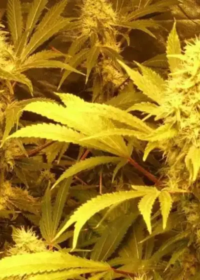 Kali and the Chocolate Factory by Dr. Krippling, Photoperiod cannabis strain