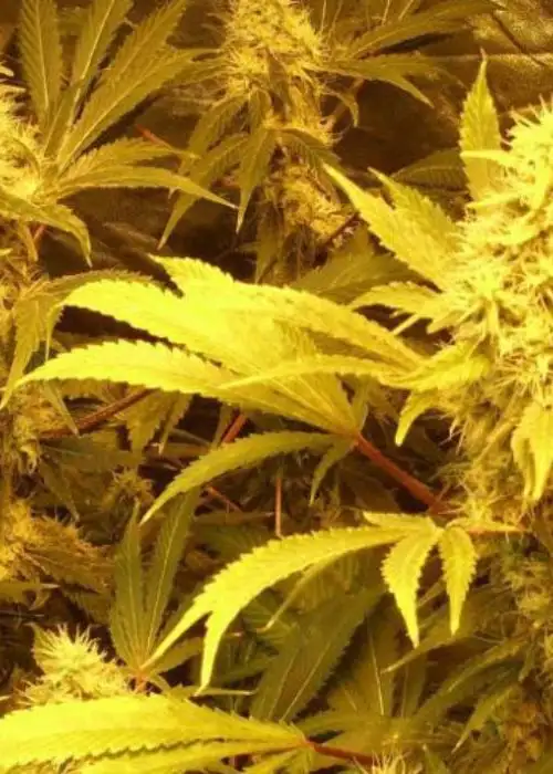 Kali and the Chocolate Factory by Dr. Krippling, Photoperiod cannabis strain