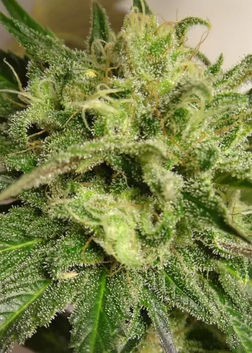 Kali China by ACE Seeds, Photoperiod cannabis strain