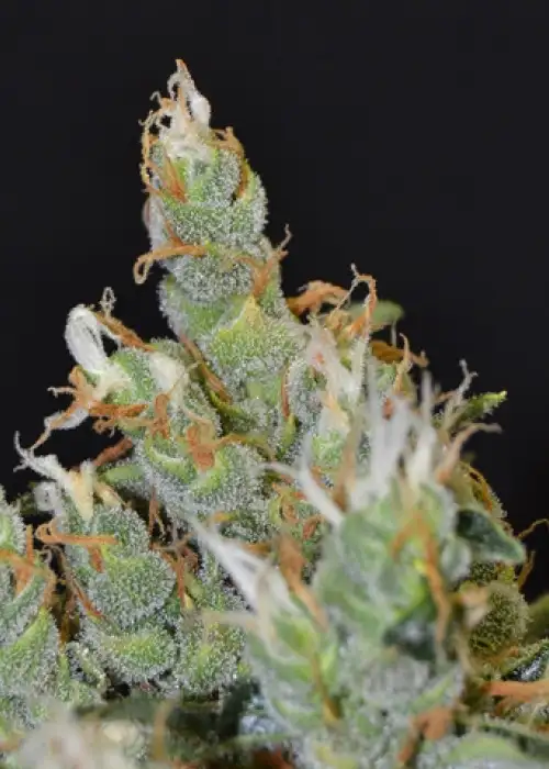 Kali by CBD Seeds, Photoperiod cannabis strain
