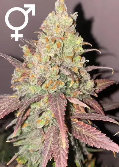 KaliBubba by Serious Seeds, Photoperiod cannabis strain