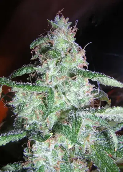 Kalichakra by Mandala, Photoperiod cannabis strain