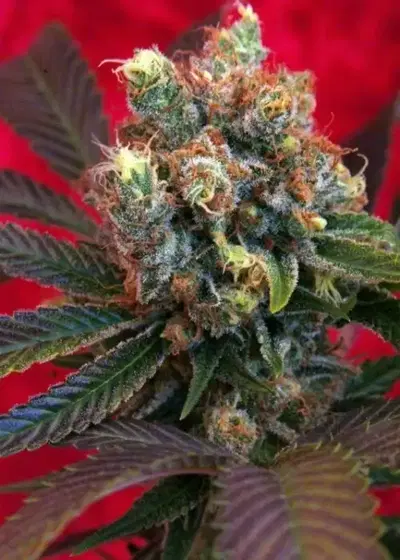 Kalijah by Reggae Seeds, Photoperiod cannabis strain